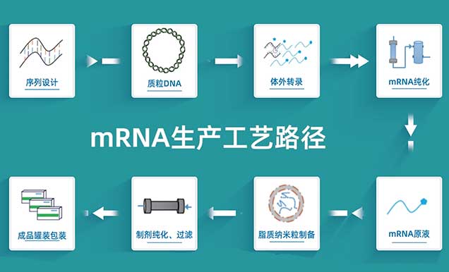 mRNA·.jpg