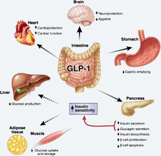 GLP-1ĶЧ.jpg