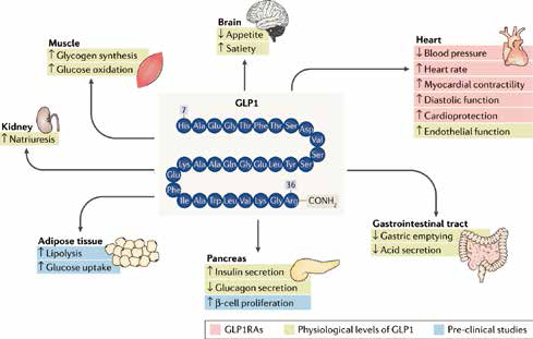glp-1ҩ.jpg