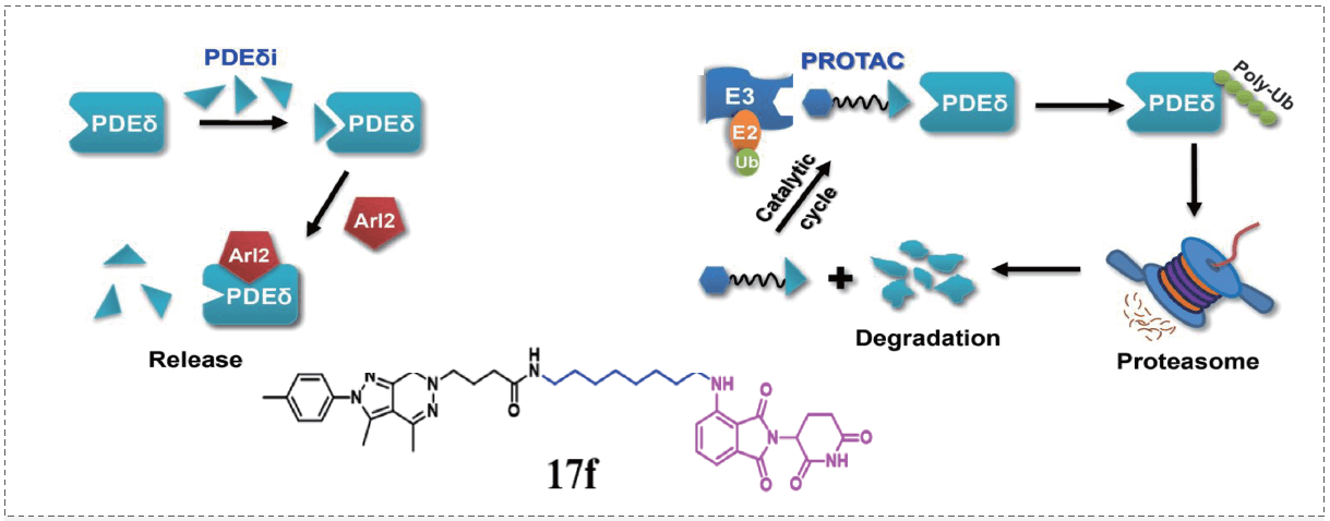 PROTACսԺKRAS-PDEƼCompound 17f.png